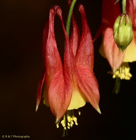 {Aquilegia canadensis}